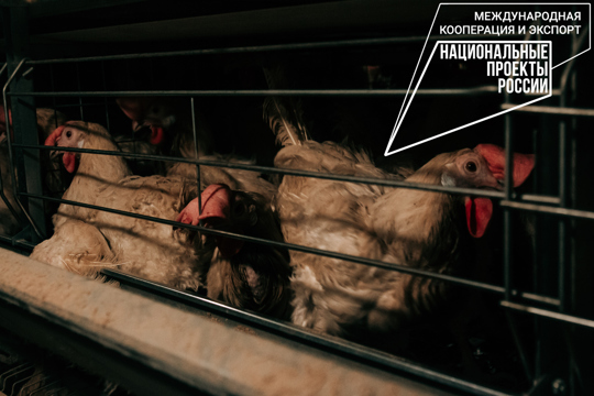 Чувашия нарастила экспорт мяса птицы в 2,5 раза в 2022 году
