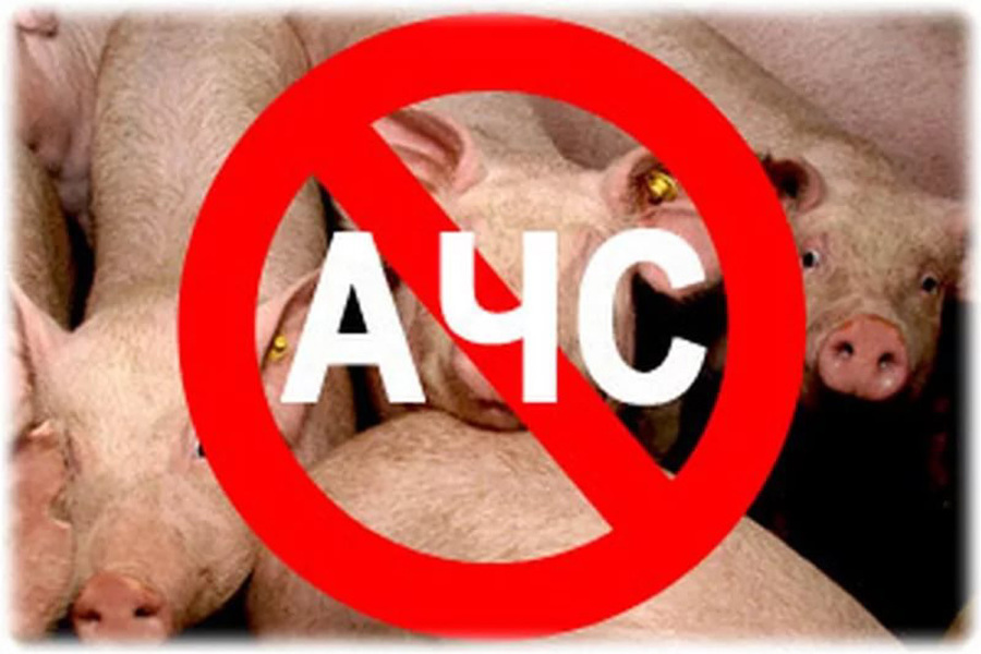 12 июля 2023 г. в д. Карабай-Шемурша   проведено совещание по вопросу недопущения африканской чумы свиней
