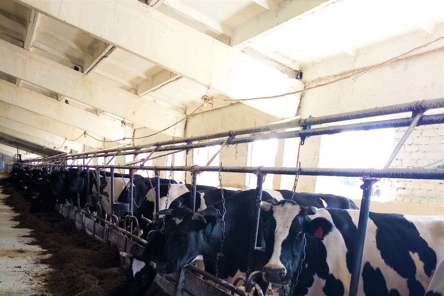 В Мариинско-Посадском округе проверили готовность животноводческих ферм к зимне-стойловому содержанию
