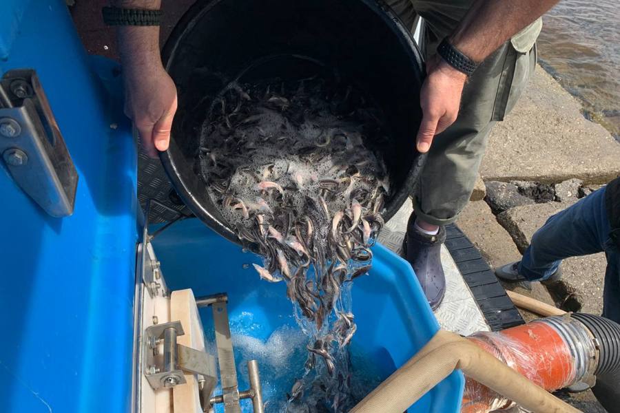 Выпуск мальков стерляди в Чебоксарское водохранилище (21.05.2024)