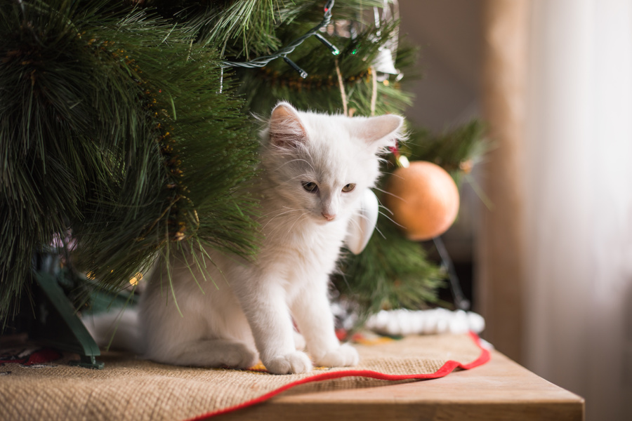 Осторожно, мишура! Чем новогодние украшения опасны для домашних животных?