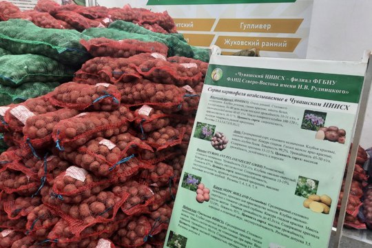 Свыше 42 тонн посадочного материала картофеля готовы реализовать поставщики в первый день выставки «Картофель-2023» в Чувашии