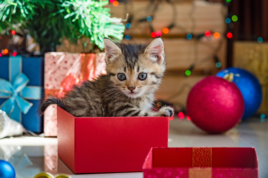 «Живой подарок» на Новый год: почему не стоит дарить животное?