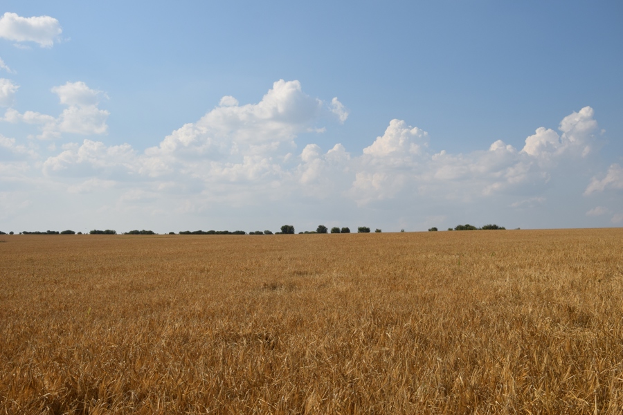На полях Вурнарского округа продолжается уборка урожая