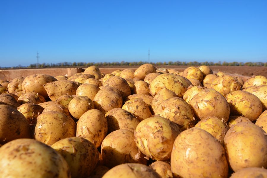 Самозанятым в Чувашии субсидируют затраты на реализацию картофеля и овощей