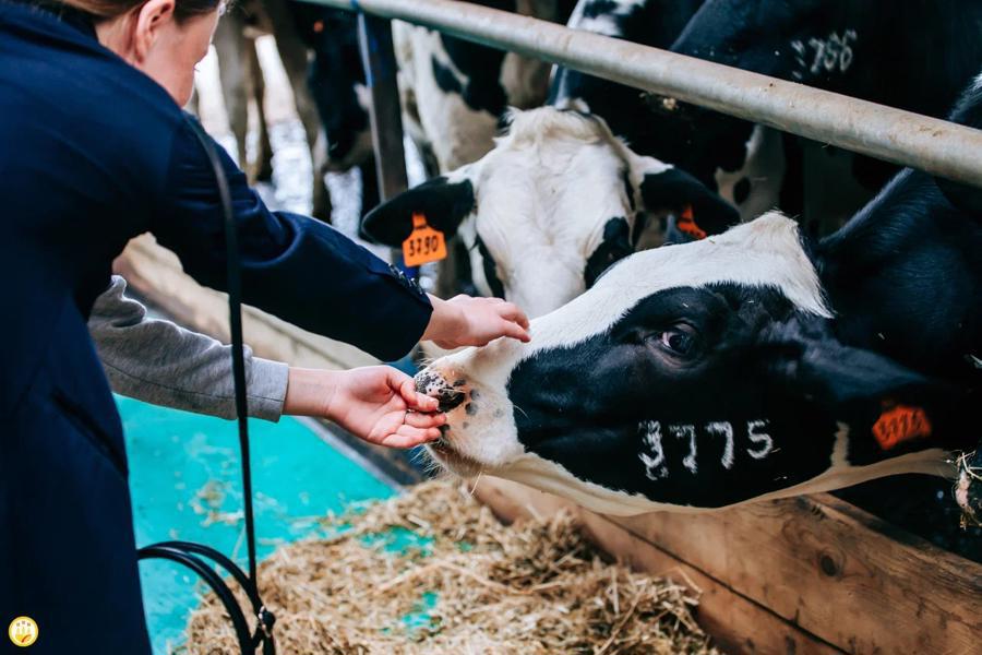 СХПК им.  Суворову  присвоен статус племенных репродукторов по разведению крупного рогатого скота голштинской породы