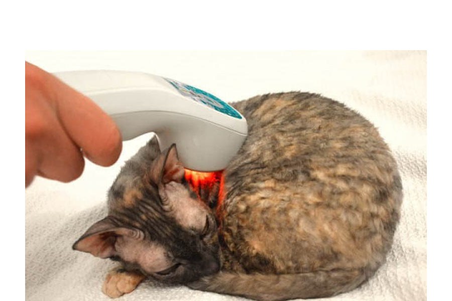 Ветспециалисты Чувашии успешно применяют лазеротерапию в лечении животных
