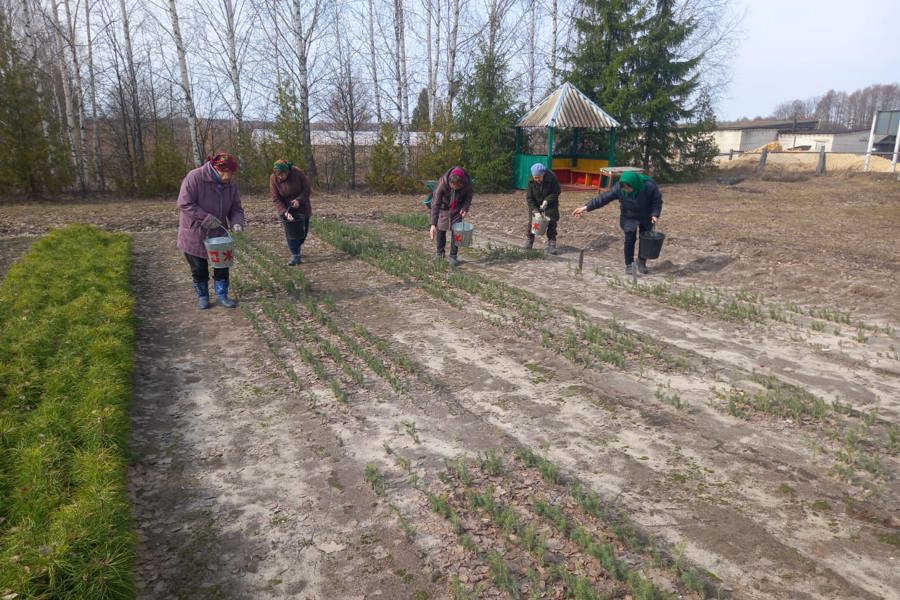 Выкопка сеянцев и удобрение почв лесных питомников (09.04.2024)