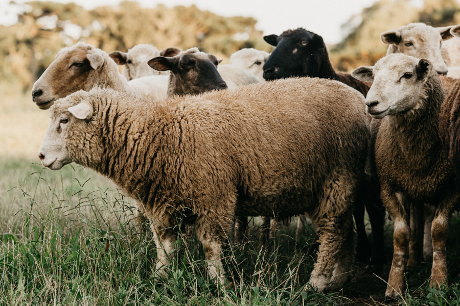 О профилактике оспы овец и коз