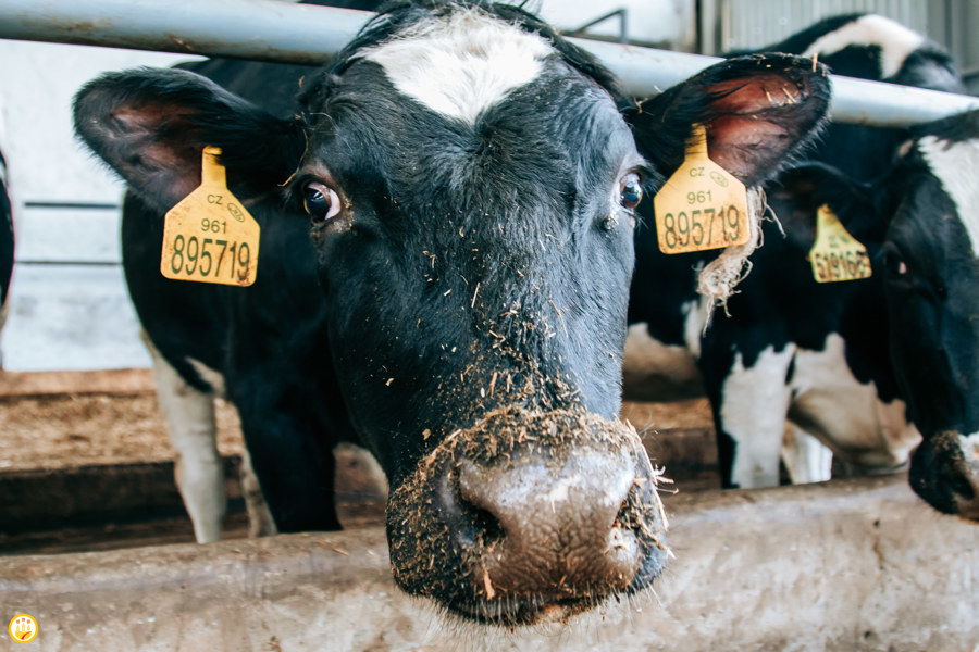 1 мая истекает срок подачи уведомлений о побочных продуктах животноводства