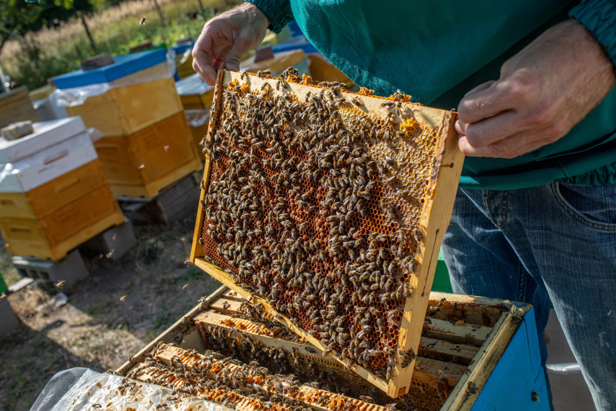 Тропилаелапсоз пчел. Что необходимо знать пчеловодам об инвазионной болезни пчел.