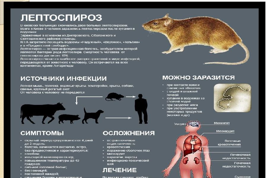 Лептоспироз и меры его профилактики