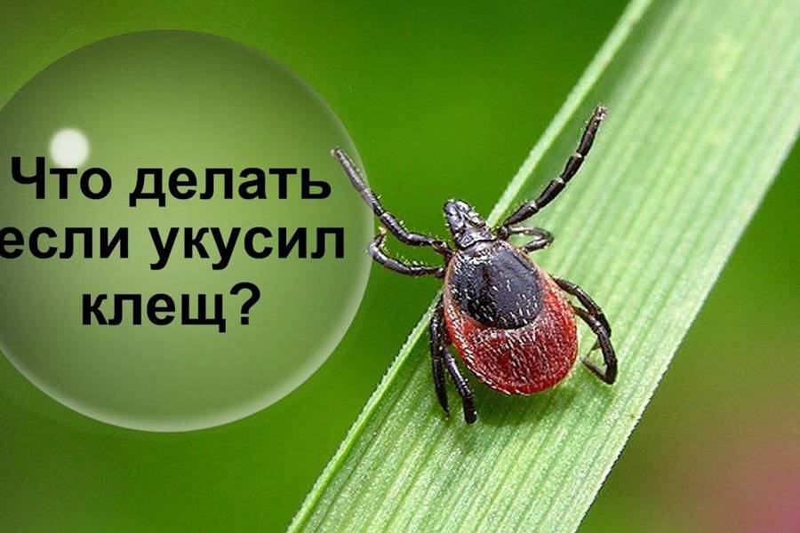 Укусы клещей опасны!