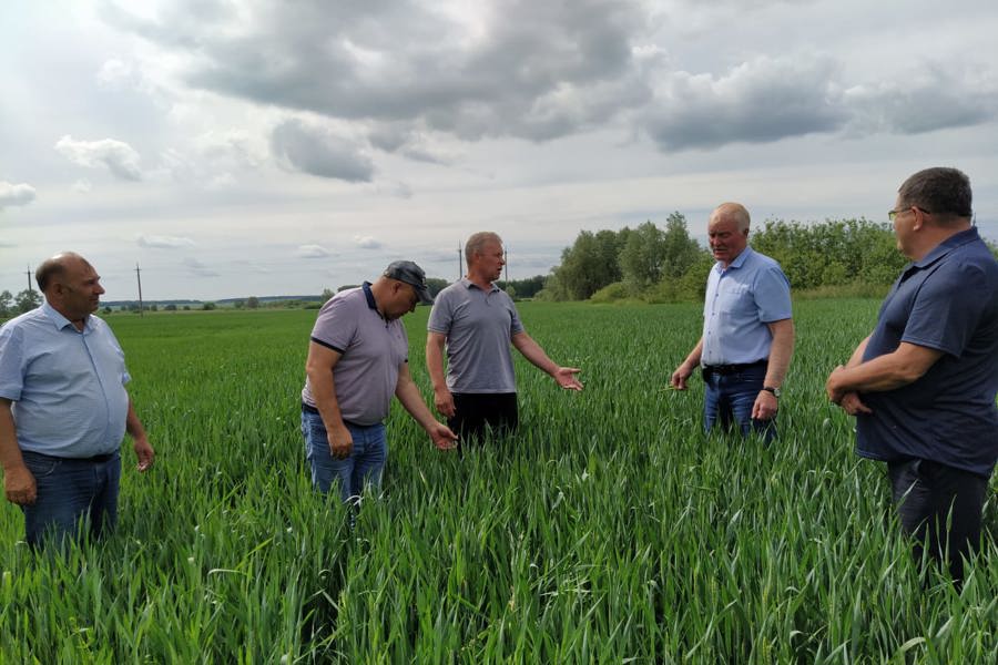 В Порецком округе прошел смотр-конкурс посевов