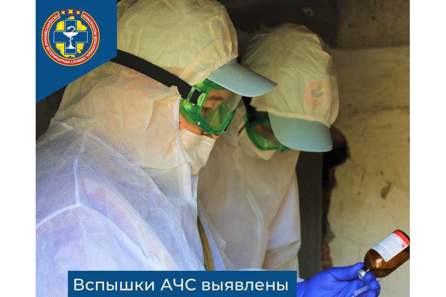 Вспышки АЧС выявлены в Республике Марий Эл и Кировской области