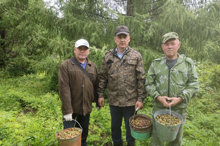 Сбор шишек лиственницы сибирской в Канашском лесничестве (16.08.2024)