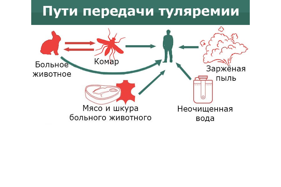 Туляремия. Памятка для населения