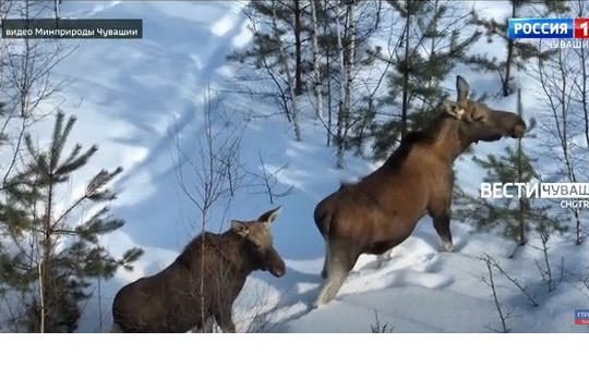 В лесах Заволжья Чувашии обитают до 80 лосей // ГТРК «Чувашия». 2023.03.03.