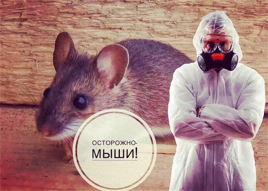 Осторожно-мыши