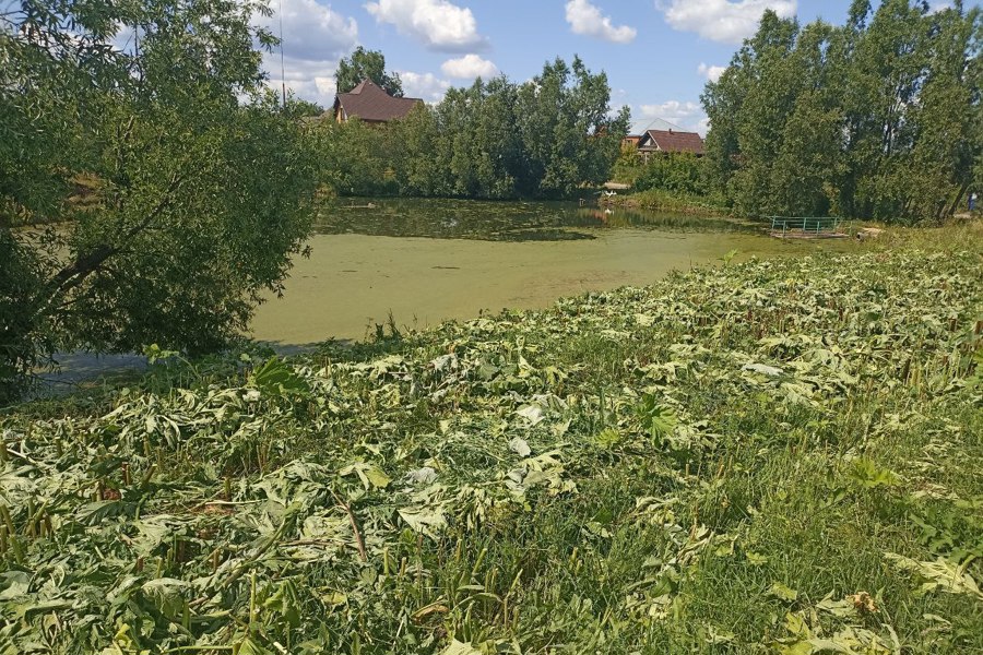 Борьба с борщевиком Сосновского в Ибресинском округе ведется поэтапно