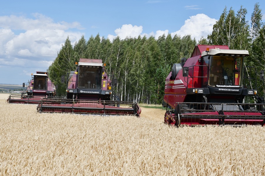Началась уборка зерновых в Батыревском муниципальном округе