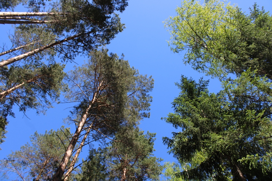 Чувашия вошла в ТОП-10 регионов по эффективности ведения лесного хозяйства в 2023 году