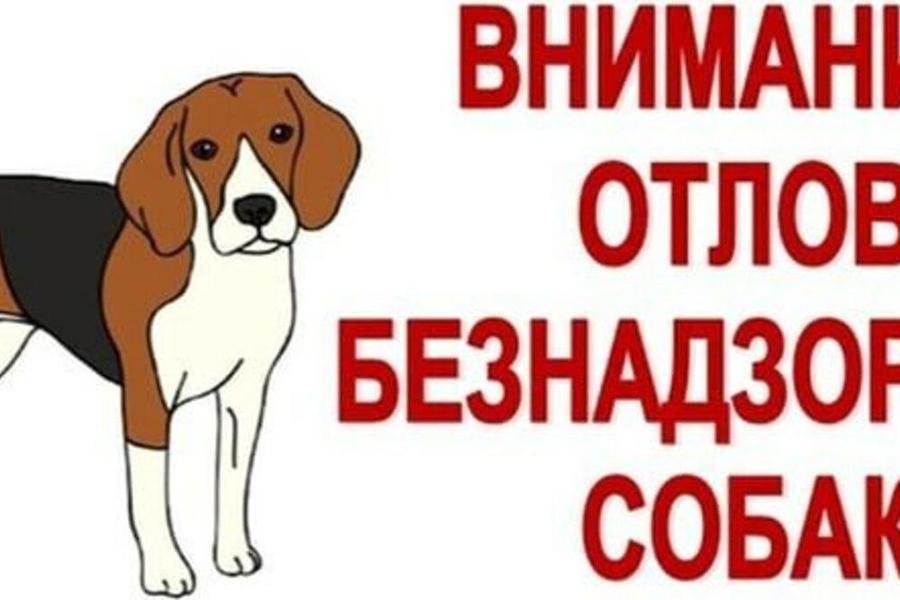 Заключен контракт по обращению с безнадзорными животными