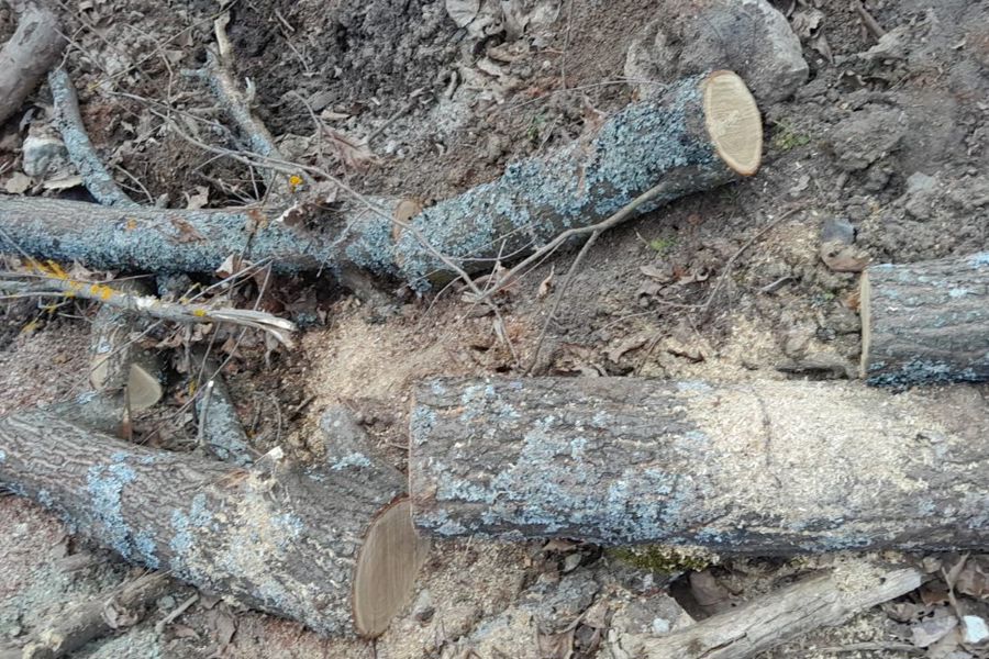 В Чувашии выявлены факты уничтожения деревьев и порчи почвы