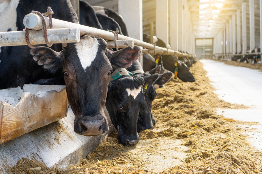 Россельхознадзор сообщает о внесении изменений в КоАП в части ответственности за нарушения при обращении побочных продуктов животноводства