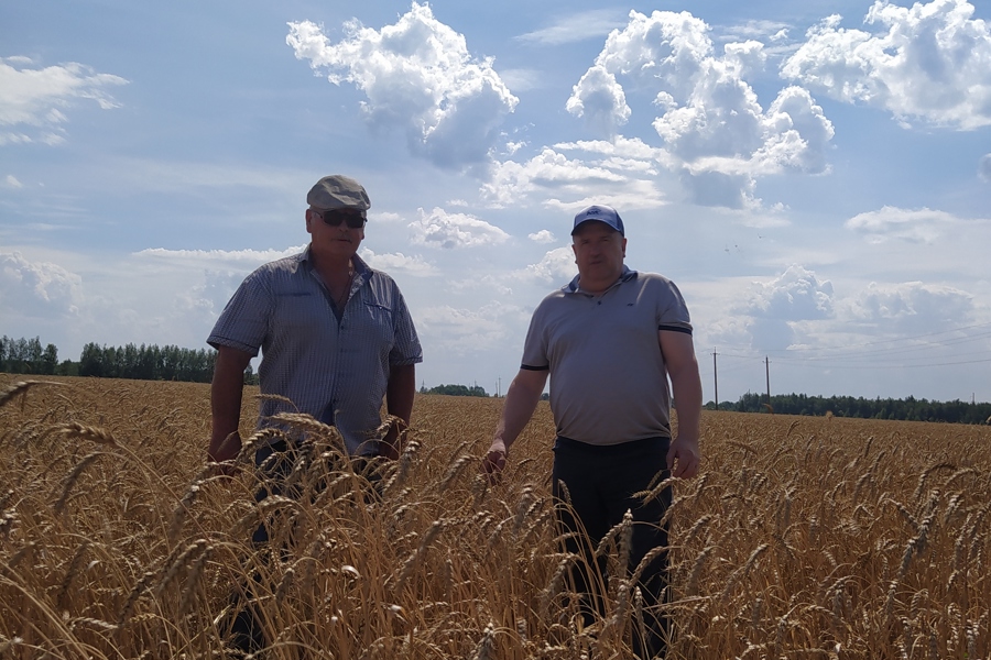 Евгений Лебедев посетил поля ООО «Заветы Ильича», где первыми в округе приступили к уборке озимой пшеницы