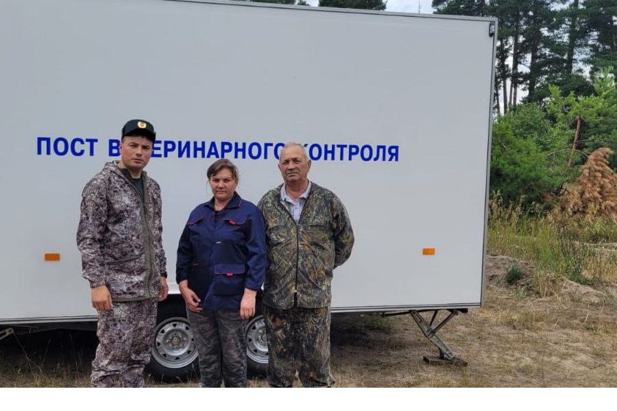 В Шемуршинском округе проверили вновь добытых диких кабанов на АЧС