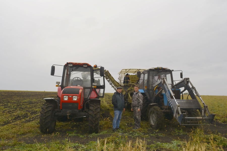 Аграрии Яльчикского муниципального округа продолжают убирать картофель на полях