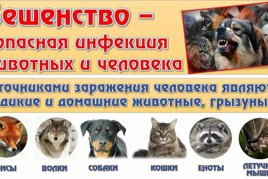 Бешенство — острая инфекционная болезнь общая для человека и животных