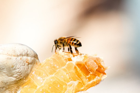 В понятие «мед» вносят дополнения и уточняют перечень продукции пчеловодства