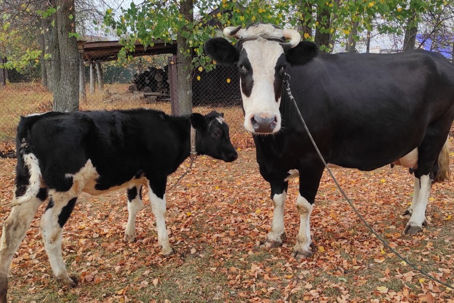За 9 месяцев в Чувашии искусственно осеменены более 58 тысяч голов коров и телок