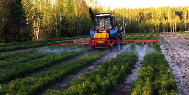 Работа «кипит» в Шумерлинском лесничестве Минприроды Чувашии