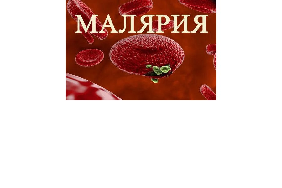 Малярия –  опасное  инфекционное заболевание, передающееся через кровь после укуса комара рода Анофелис