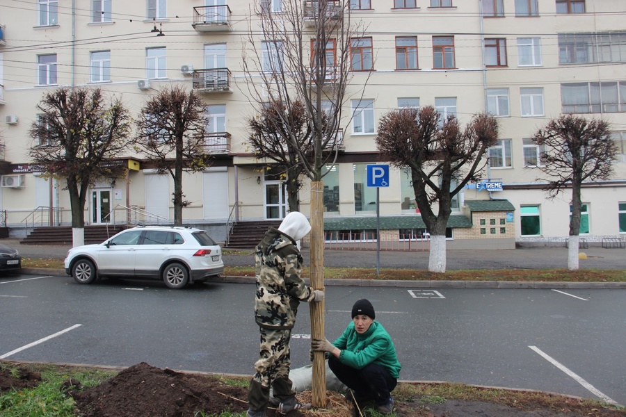 Посадка деревьев в городе Чебоксары велась с учетом мнения горожан