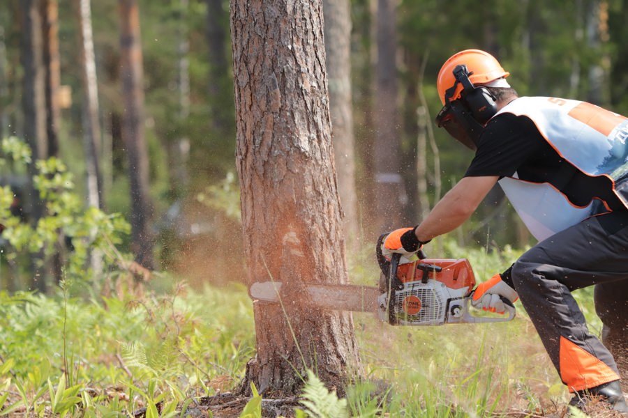 В Чувашской Республике выберут лучшего вальщика леса 2023 года