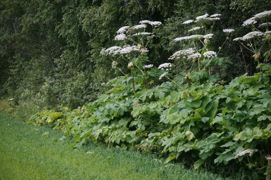 Комплекс мероприятий по борьбе с борщевиком Сосновского муниципалитеты Чувашии должны завершить до 1 октября