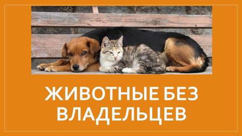 Животные без владельцев