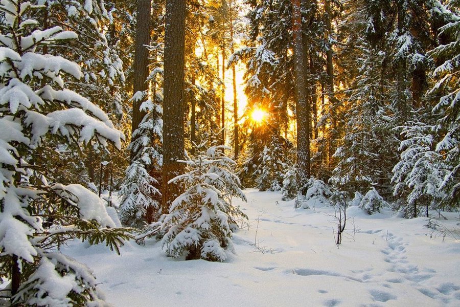 Рослесхоз объявил фотоконкурс зимних пейзажей «Лес в объективе зимы»