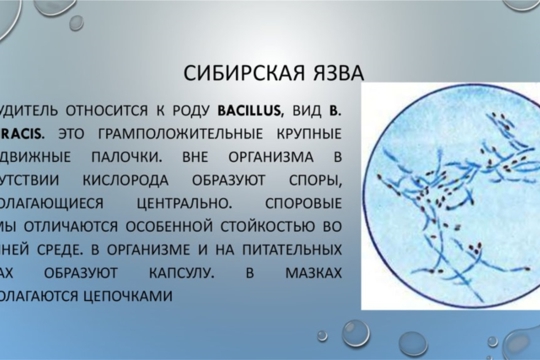 Сибирская язва – особо опасное зооантропонозное заболевание