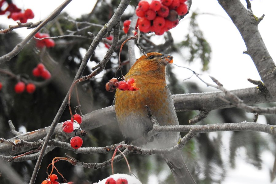 15 января - День зимующих птиц в России