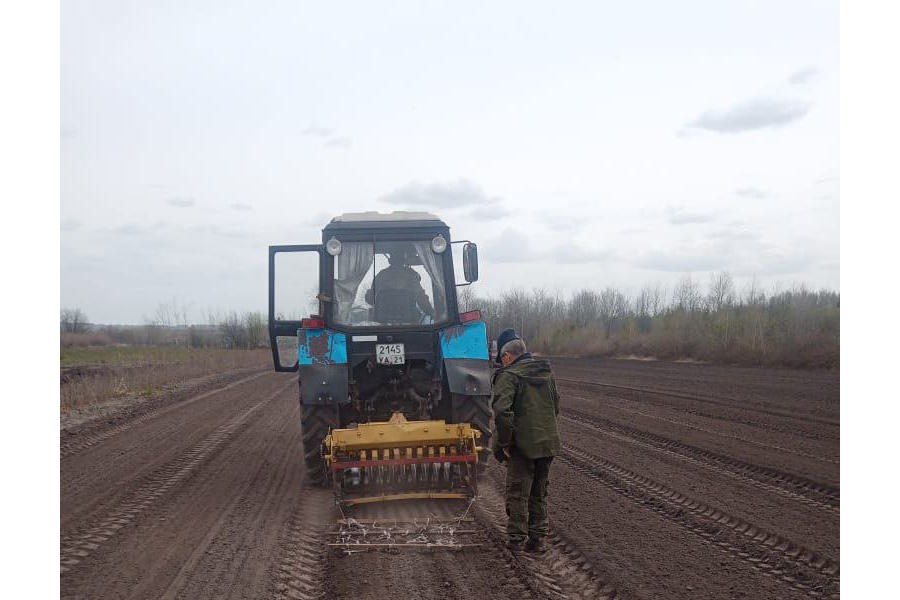 В лесных питомниках Чувашии приступили к посеву семян лесных растений