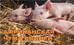 Эпизоотическая обстановка по африканской чуме свиней