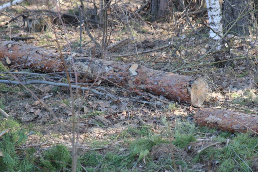 Преступление и наказание: что грозит за незаконную рубку деревьев?