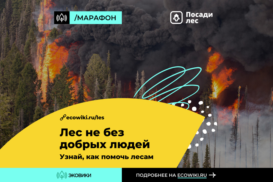 В России проходит марафон против лесных пожаров