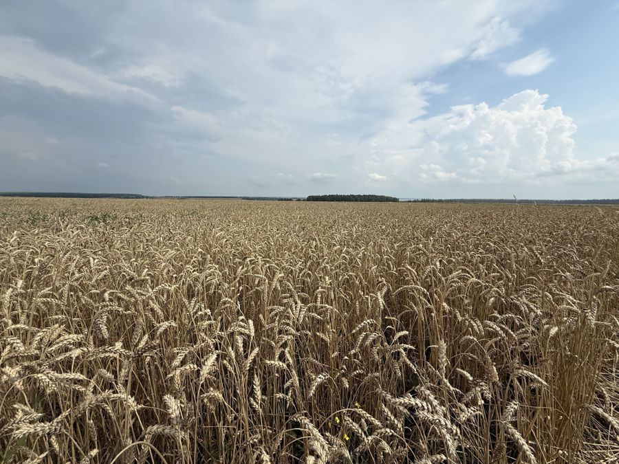 Уборочная кампания в Канашском муниципальном округе — вклад в продовольственную безопасность
