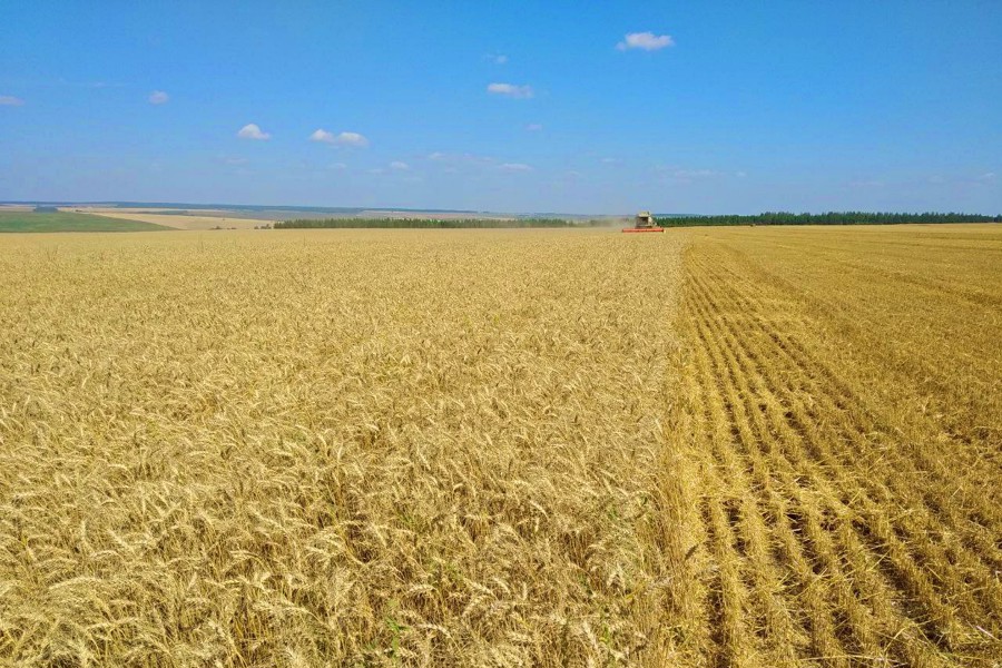 Уборка зерновых в Янтиковском округе идет полным ходом